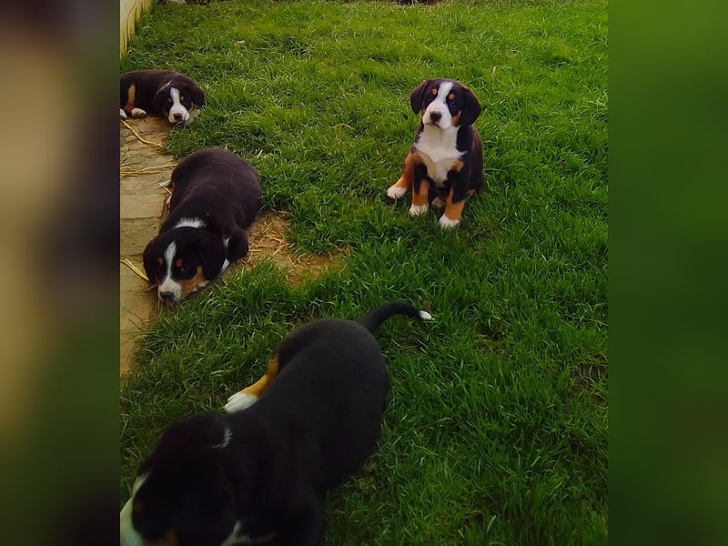 Entlebucher Sennenhunde Welpen