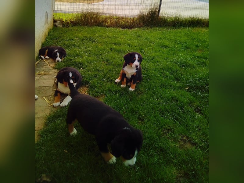 Entlebucher Sennenhunde Welpen