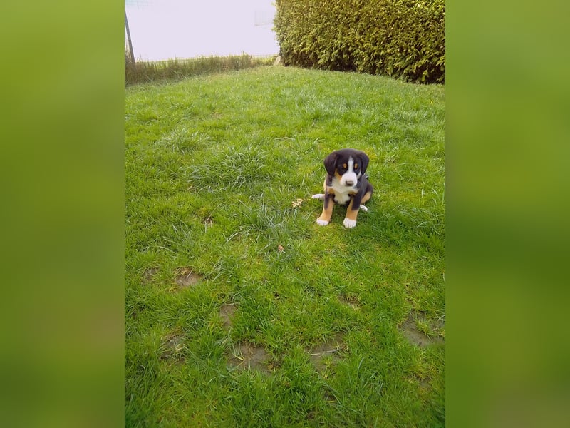 Entlebucher Sennenhunde Welpen
