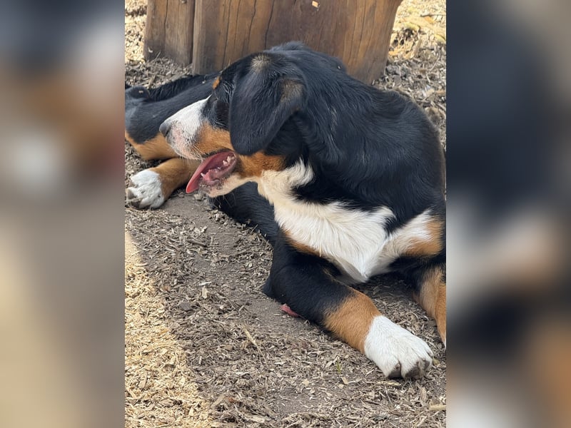 Entlebucher Sennenhund Welpen mit Ahnentafel