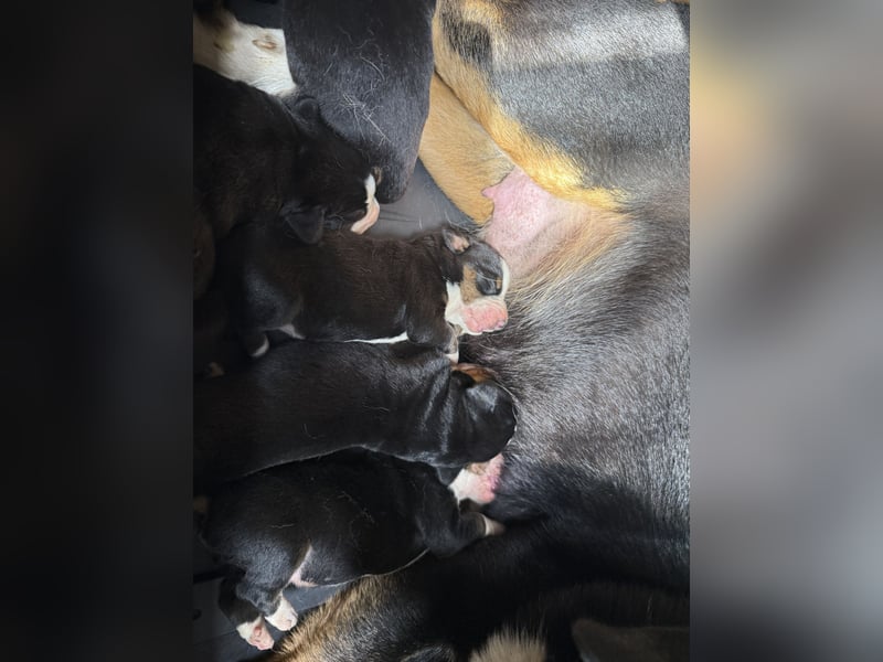 Entlebucher Sennenhund Welpen mit Ahnentafel