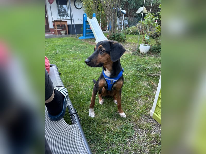 junger Entlebucher-Sennenhund-Mix Alvin sucht liebevolles Zuhause