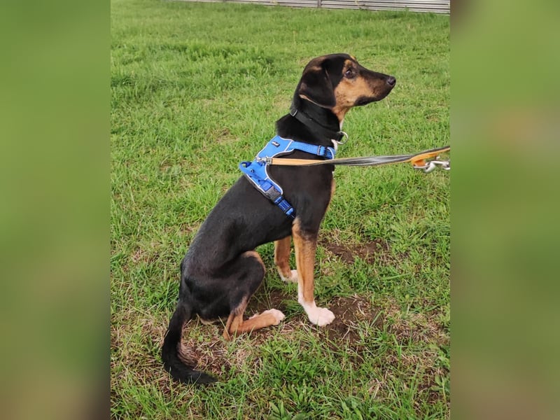 junger Entlebucher-Sennenhund-Mix Alvin sucht liebevolles Zuhause