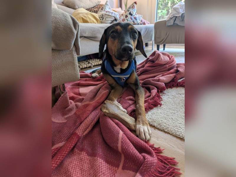 junger Entlebucher-Sennenhund-Mix Alvin sucht liebevolles Zuhause