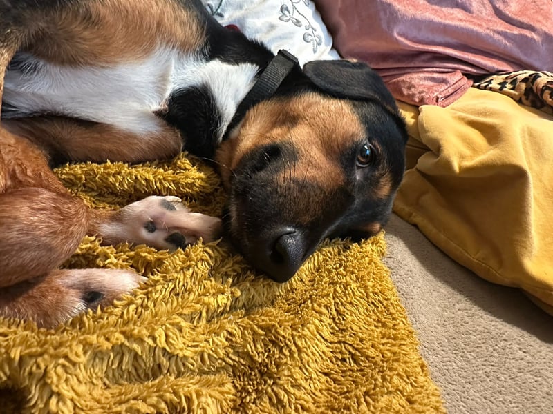 junger Entlebucher-Sennenhund-Mix Alvin sucht liebevolles Zuhause