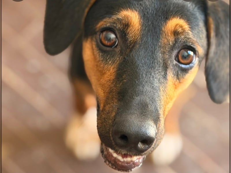 junger Entlebucher-Sennenhund-Mix Alvin sucht liebevolles Zuhause
