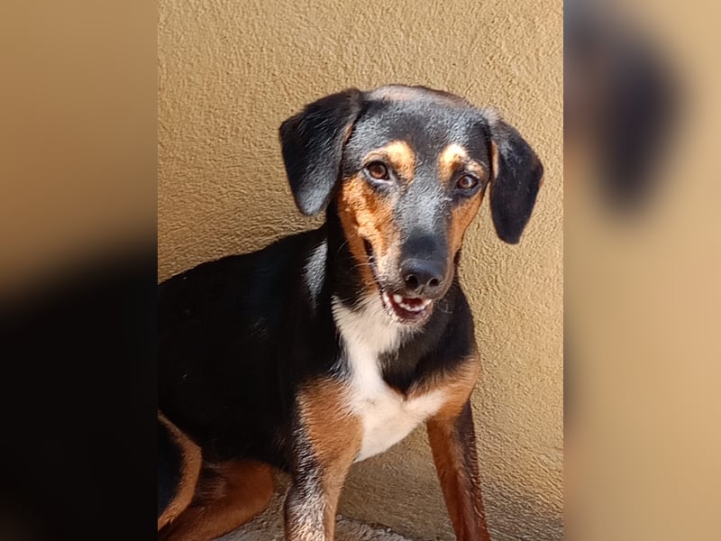 junger Entlebucher-Sennenhund-Mix Alvin sucht liebevolles Zuhause