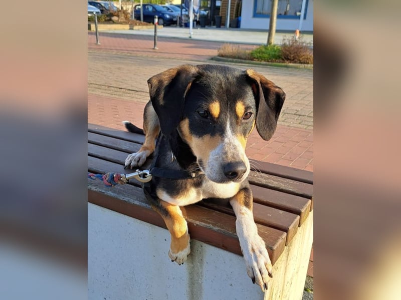 Mischlingsrüde "Joker" sucht erfahrene Hundsport Menschen