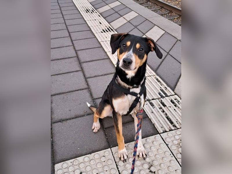 Mischlingsrüde "Joker" sucht erfahrene Hundsport Menschen