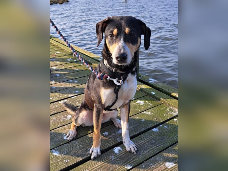 Mischlingsrüde "Joker" sucht erfahrene Hundsport Menschen