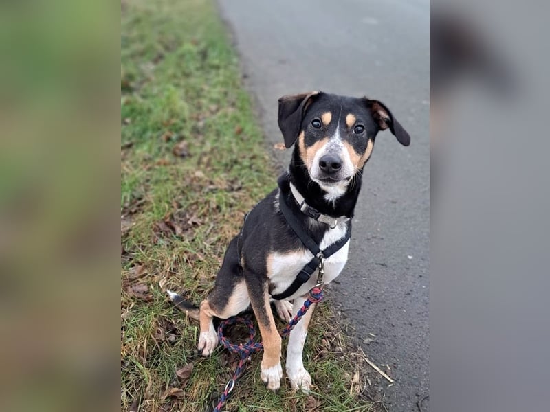 Mischlingsrüde "Joker" sucht erfahrene Hundsport Menschen