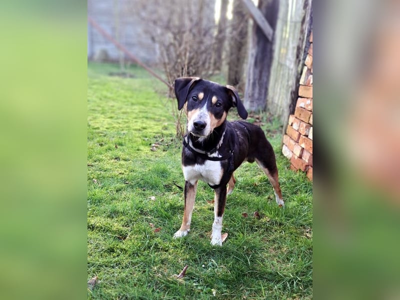 Mischlingsrüde "Joker" sucht erfahrene Hundsport Menschen