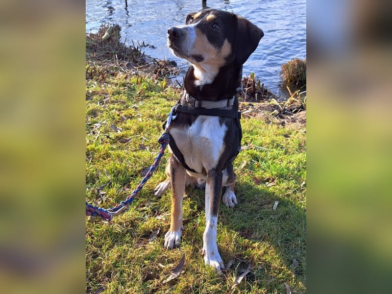 Mischlingsrüde "Joker" sucht erfahrene Hundsport Menschen