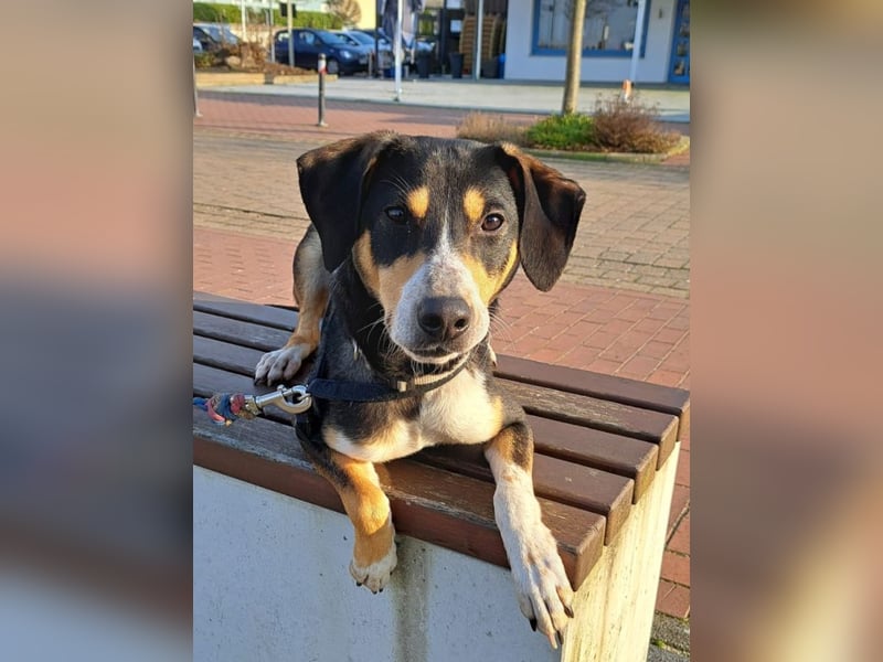 Mischlingsrüde "Joker" sucht erfahrene Hundsport Menschen