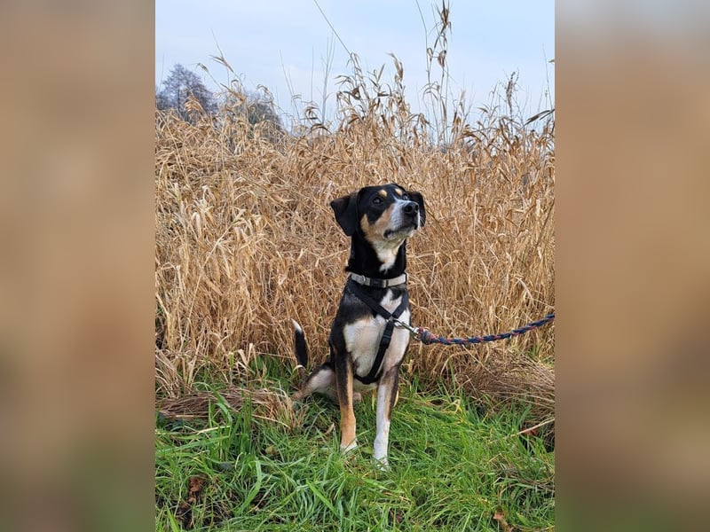 Mischlingsrüde "Joker" sucht erfahrene Hundsport Menschen