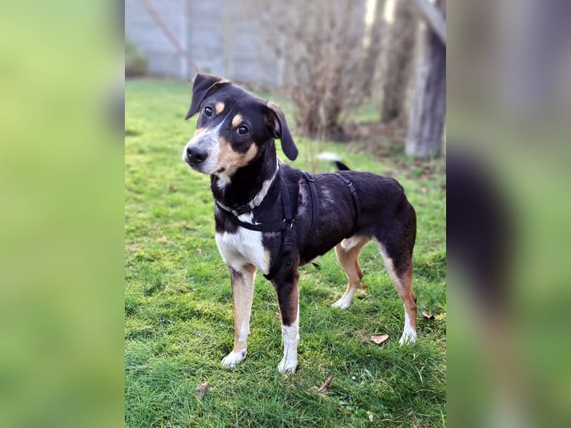 Mischlingsrüde "Joker" sucht erfahrene Hundsport Menschen
