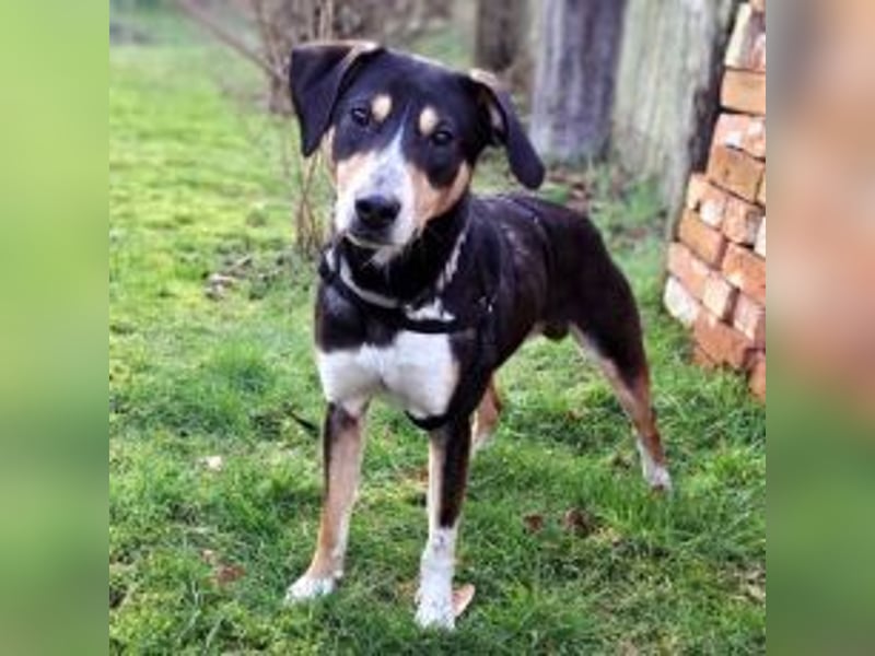 Mischlingsrüde "Joker" sucht erfahrene Hundsport Menschen