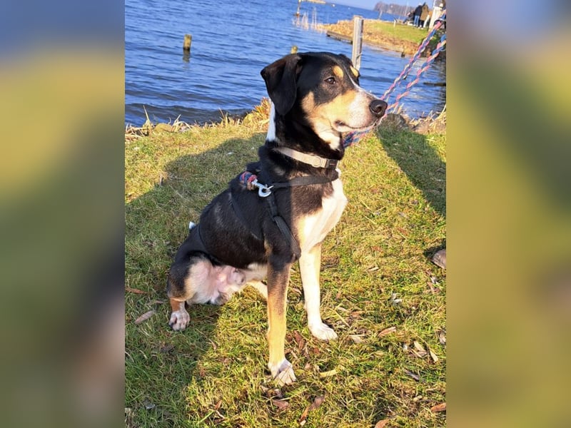 Mischlingsrüde "Joker" sucht erfahrene Hundsport Menschen