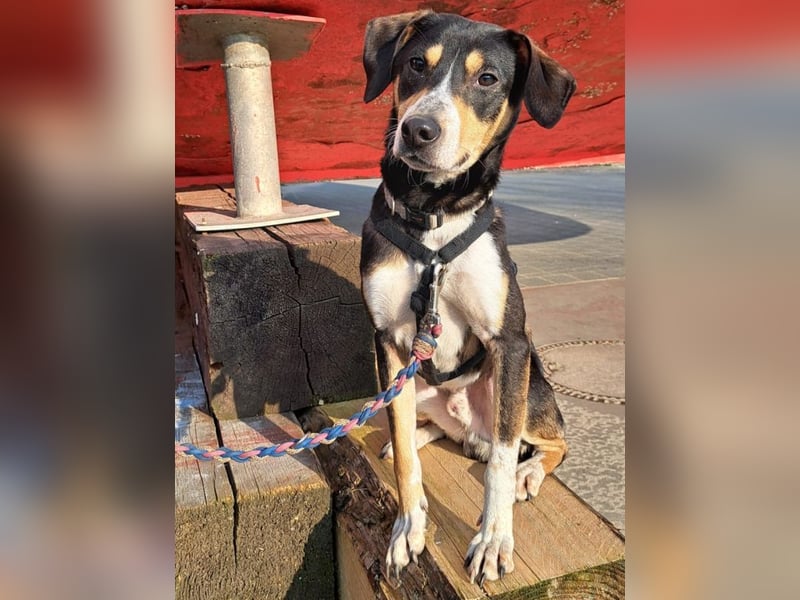 Mischlingsrüde "Joker" sucht erfahrene Hundsport Menschen