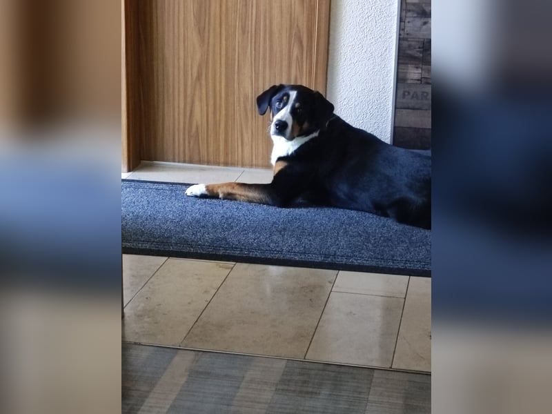 Entlebucher Sennenhund zum decken