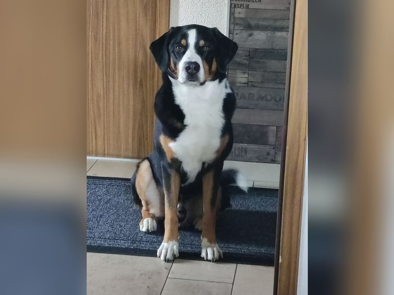 Entlebucher Sennenhund zum decken