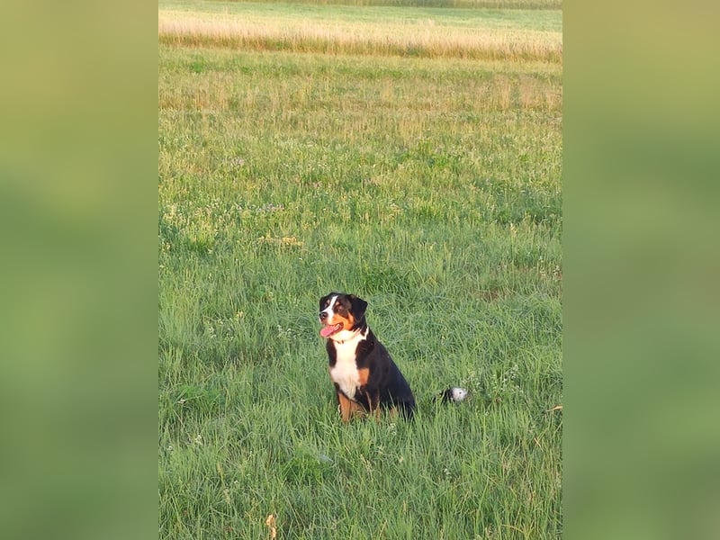 Entlebucher Sennenhund zum decken