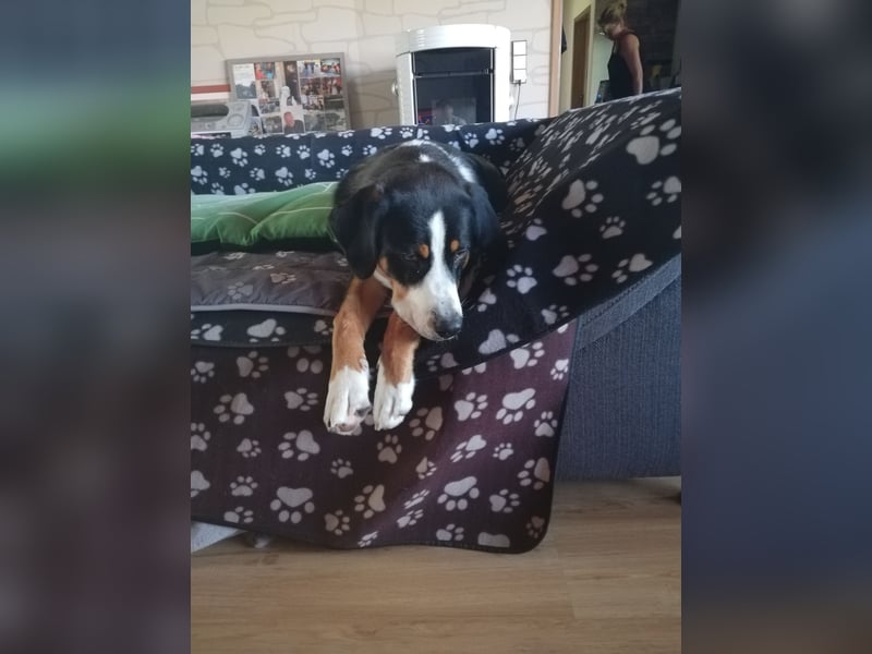 Entlebucher Sennenhund zum decken