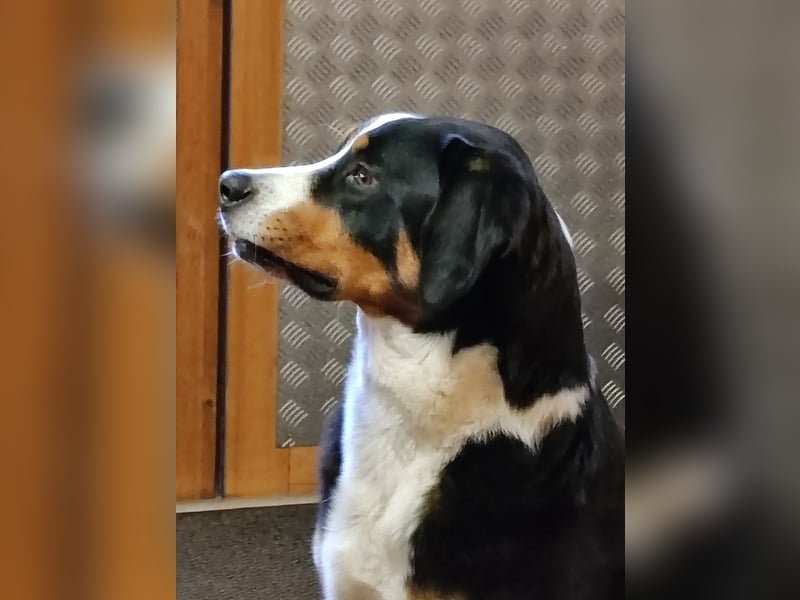 Entlebucher Sennenhund zum decken