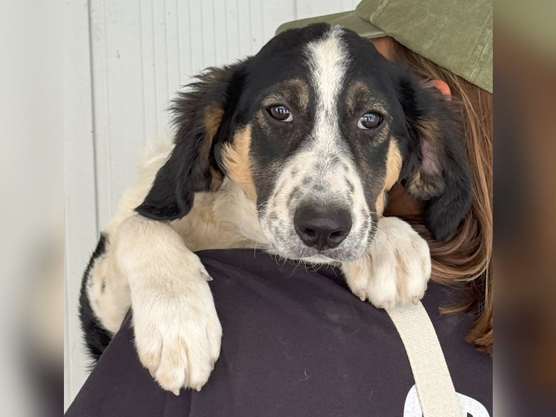 Toby: träumt von Streichelhänden