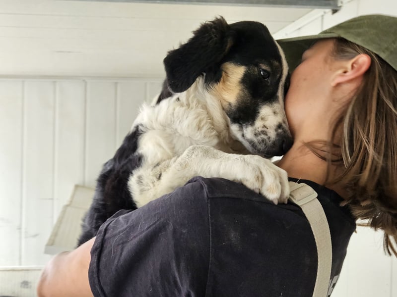 Toby: träumt von Streichelhänden