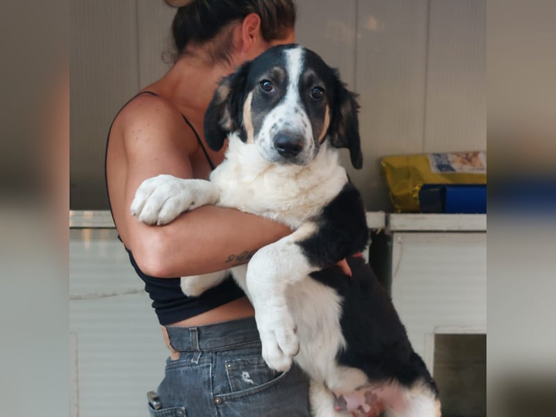 Toby: träumt von Streichelhänden
