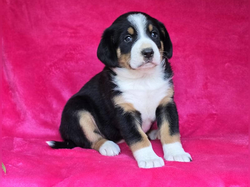 Entlebucher Sennenhunde Welpen (A×A) m.P.