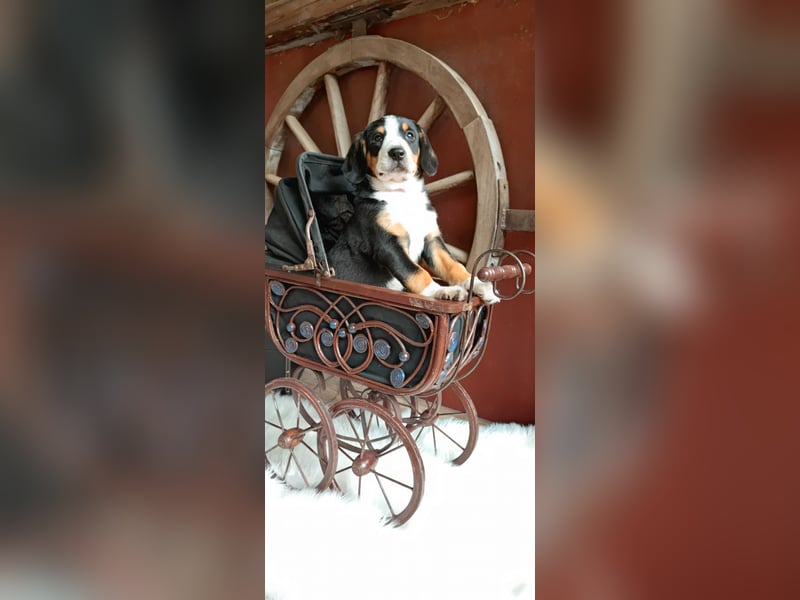 Entlebucher Sennenhunde Welpen (A×A) m.P.