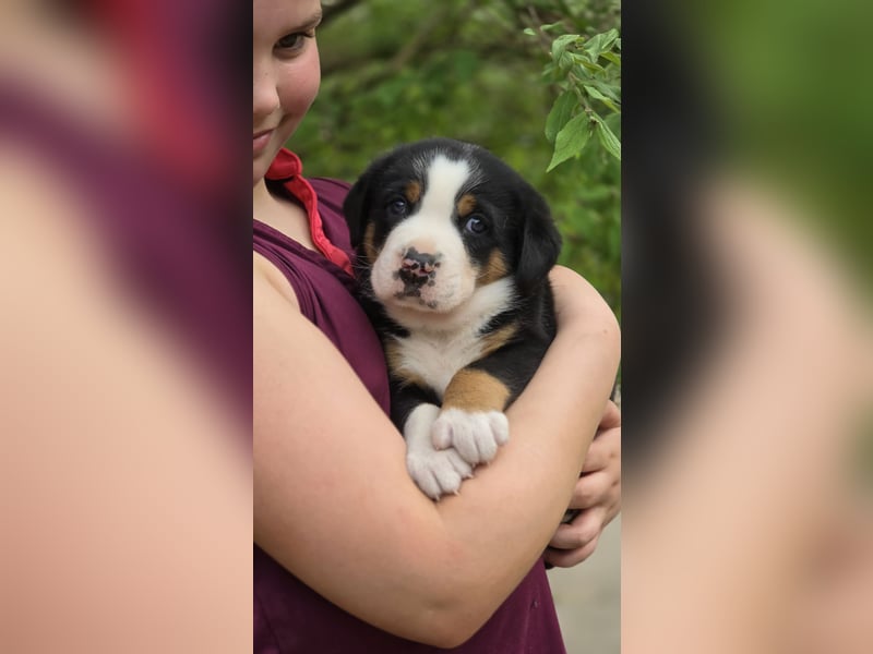 Entlebucher Sennenhunde Welpen (A×A) m.P.