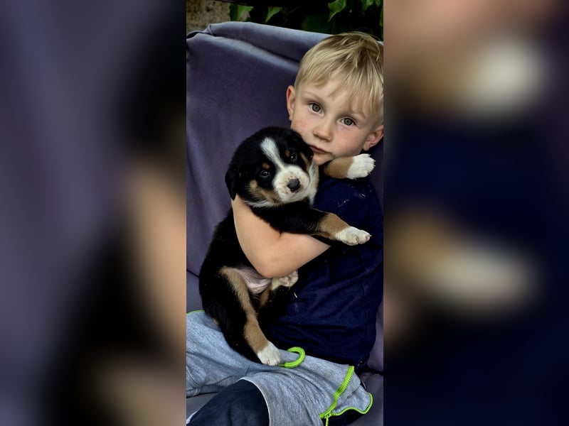 Entlebucher Sennenhunde Welpen (A×A) m.P.