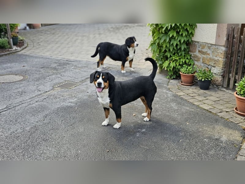 Entlebucher Sennenhunde Welpen (A×A) m.P.