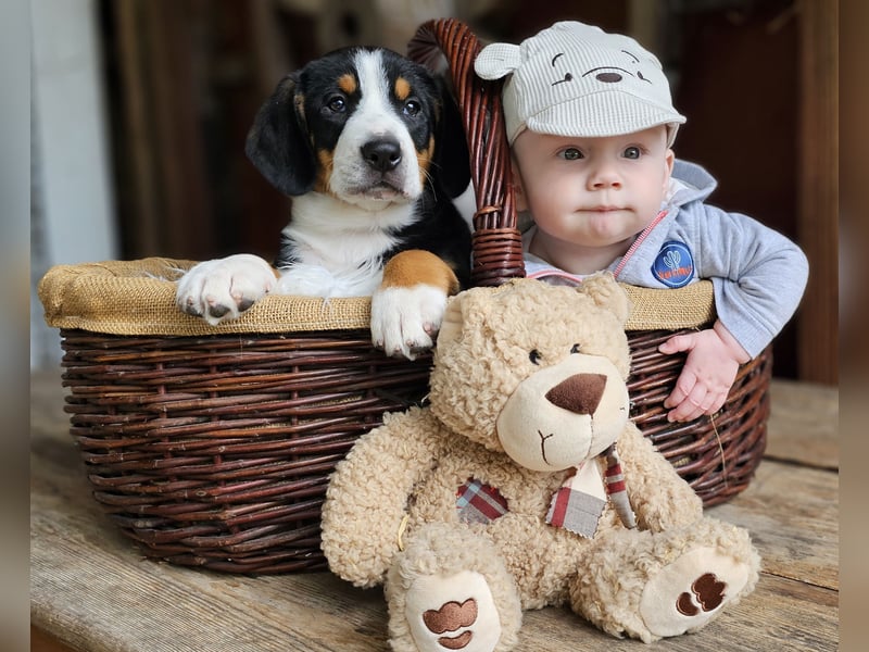 Entlebucher Sennenhunde Welpen (A×A) m.P.
