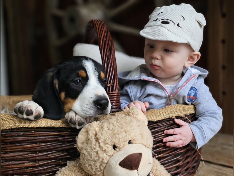 Entlebucher Sennenhunde Welpen (A×A) m.P.