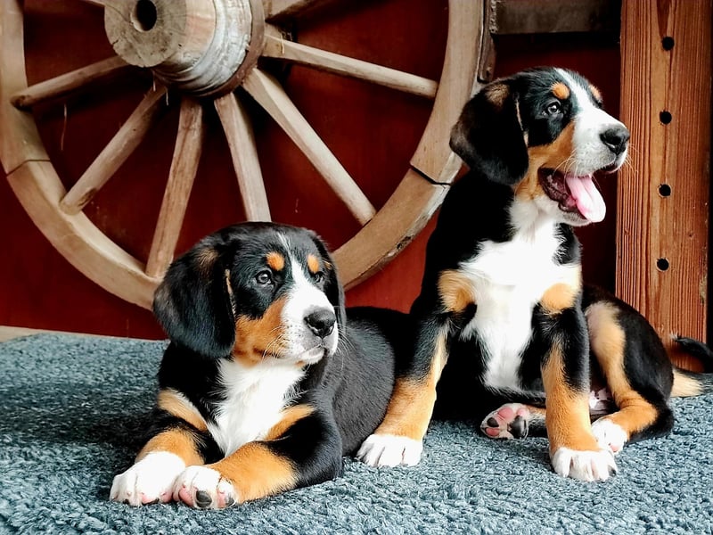 Entlebucher Sennenhunde Welpen (A×A) m.P.