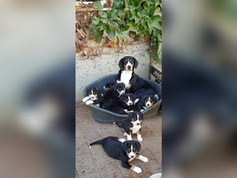 Entlebucher Sennenhunde Welpen (A×A) m.P.