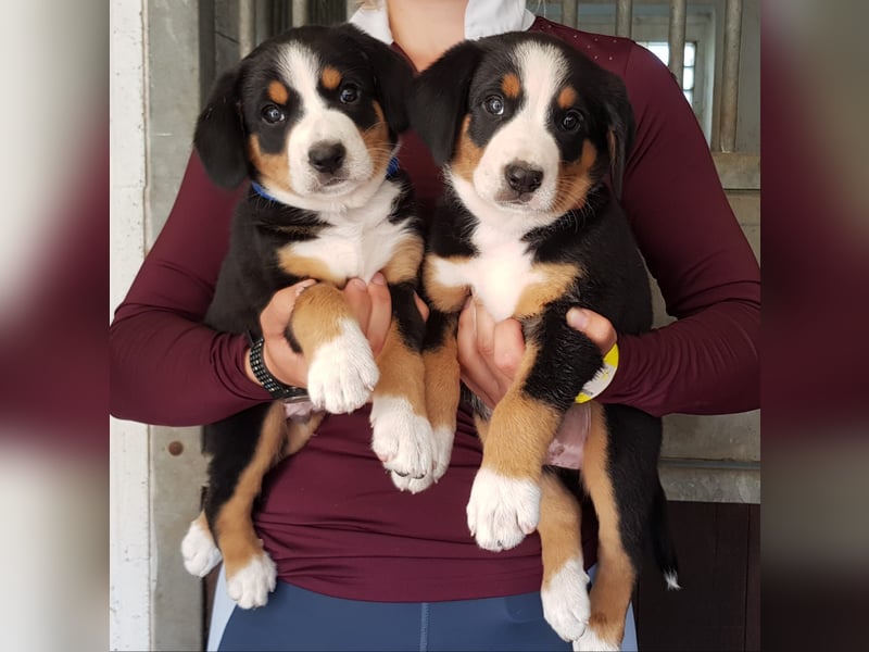 Entlebucher Sennenhunde Welpen (A×A) m.P.