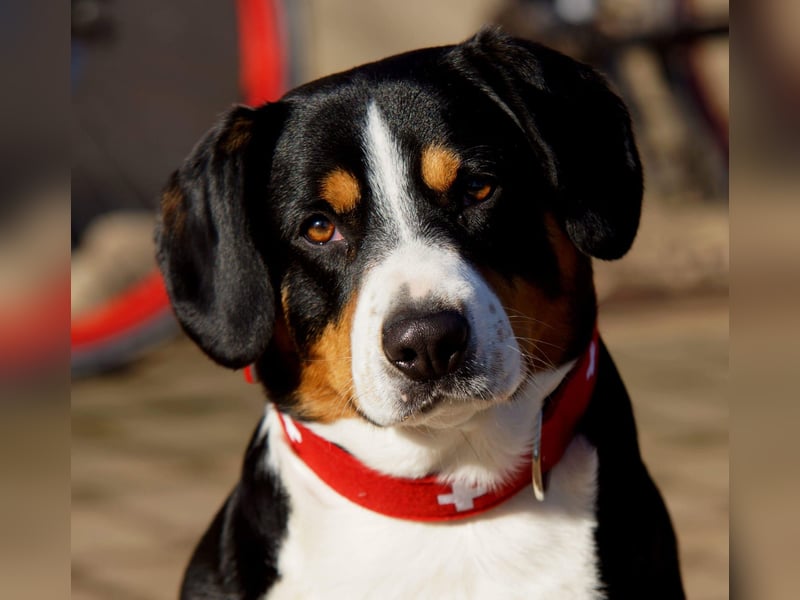 Entlebucher Sennenhunde Welpen (A×A) m.P.
