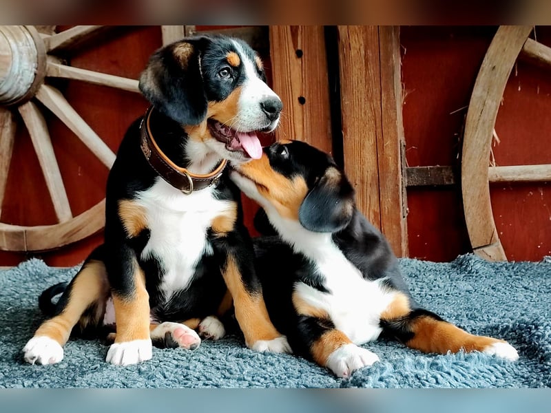 Entlebucher Sennenhunde Welpen (A×A) m.P.