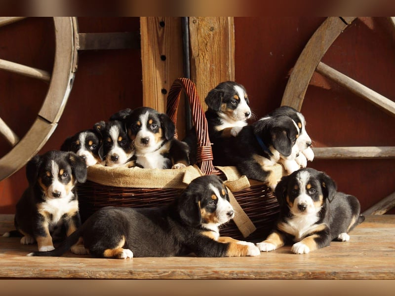 Entlebucher Sennenhunde Welpen (A×A) m.P.