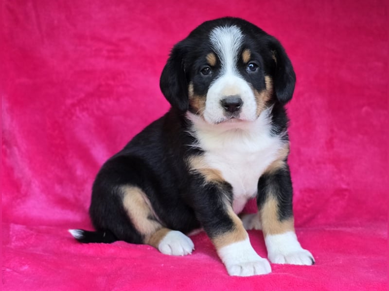 Entlebucher Sennenhunde Welpen (A×A) m.P.