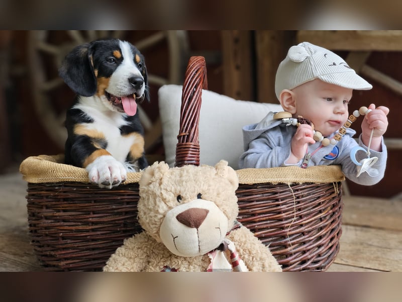Entlebucher Sennenhunde Welpen (A×A) m.P.
