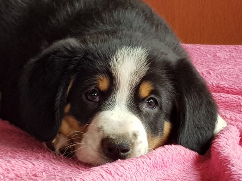 Entlebucher Sennenhunde Welpen (A×A) m.P.