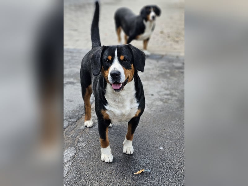 Entlebucher Sennenhunde Welpen (A×A) m.P.