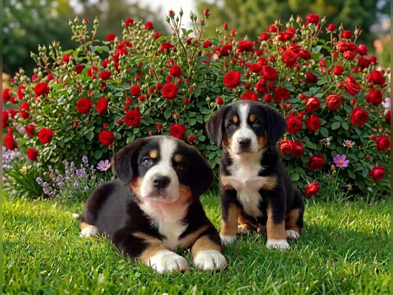 Entlebucher Sennenhunde Welpen (A×A) m.P.