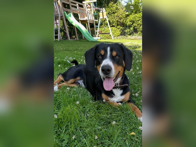 Entlebucher Sennenhund/Rüde/ 12 Monate